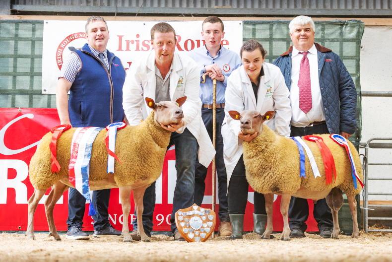 Seeorum flock tops Irish Rouge de l’Ouest Sheep Society Premier Show and Sale