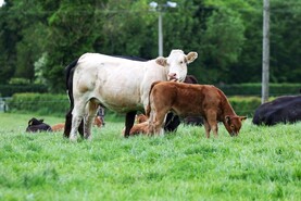 Farmers urged to watch for lungworm as wet and warm weather drives spike