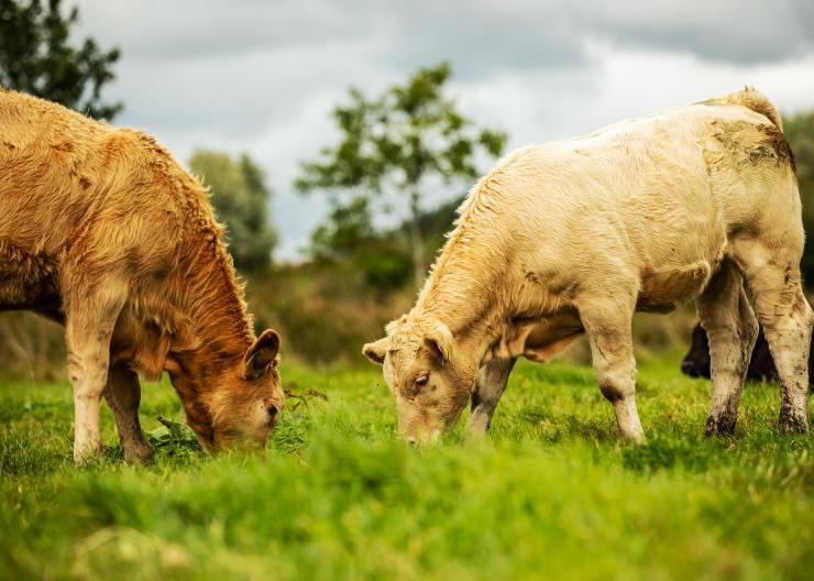 Almost 60% of farmers opposed to planned abolition of entitlements