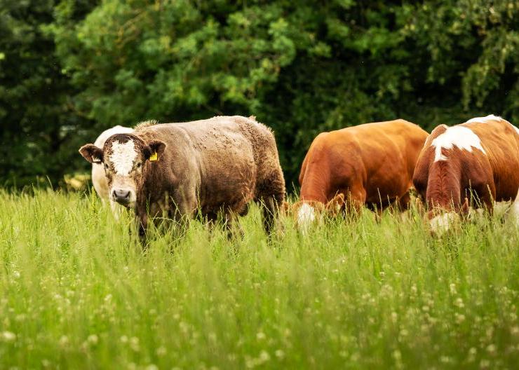 Cattle farmers want €50,000 per farmer CAP income support limit