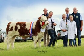 Coose sires to the fore at Simmental calf finals