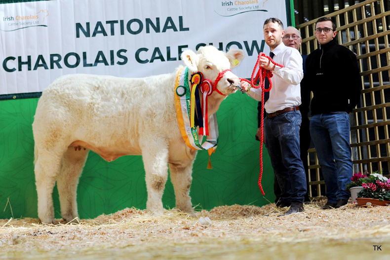 Watch: Sligo breeder averages €14,800 for two Charolais heifers
