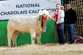 Watch: Sligo breeder averages €14,800 for two Charolais heifers