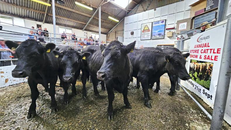 Camera at the Mart: store prices continue to lift in Bandon