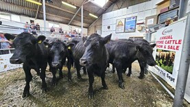 Camera at the Mart: store prices continue to lift in Bandon