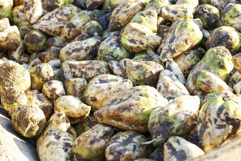 Beet and potato yields down across EU