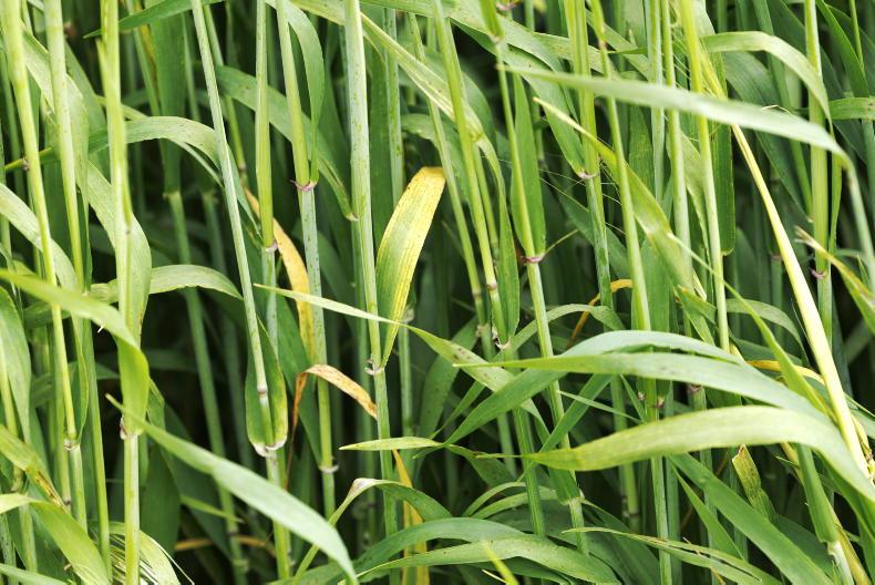 What four years of trials reveal about BYDV-tolerant winter barley