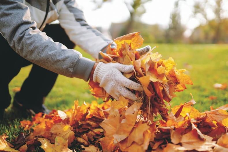 Gardening with Kitty: the autumn gardening secret that improves soil