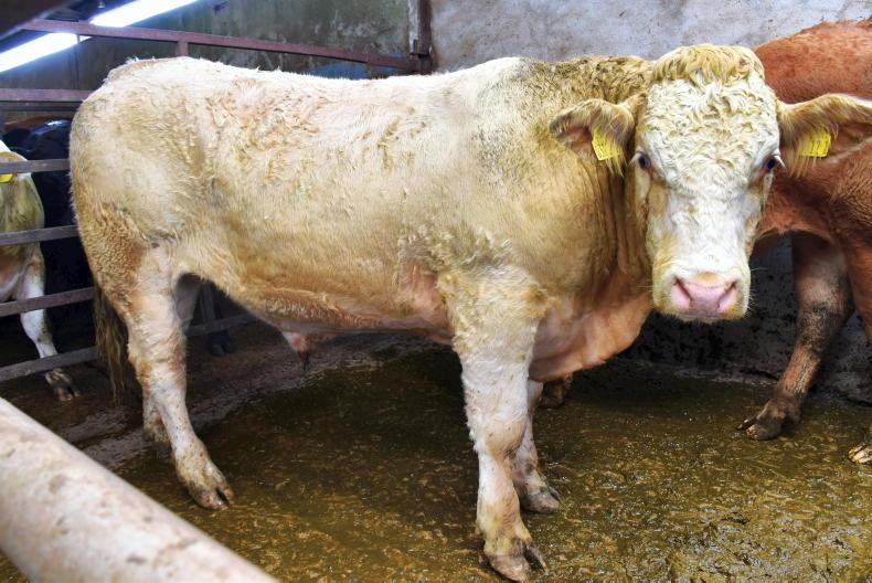 Higher prices being paid at Camlough