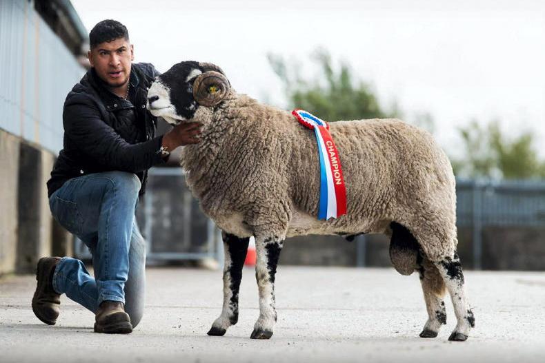 Garvan Dynasty leads the way at south of Ireland Swaledale show and sale