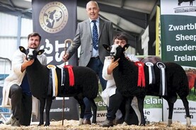 Woodfield ‘Pink Pony Club’ stands out at Zwartbles show and sale
