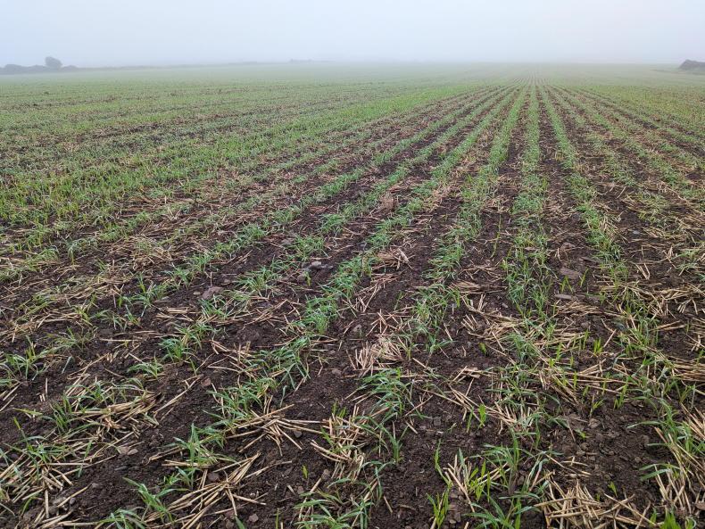 Dublin beans surprise at 2t/ac as Cork grower waits to finish harvest