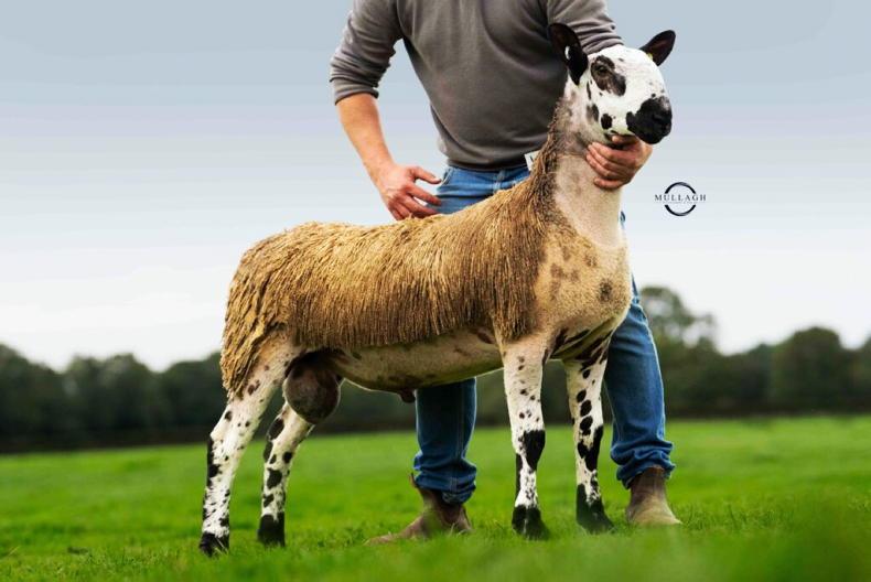 Cross-type Bluefaced Leicester ram lamb hits 12,000gns at Ballymena 