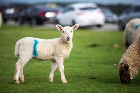 Councillor calls for greater controls for wandering sheep on the Curragh