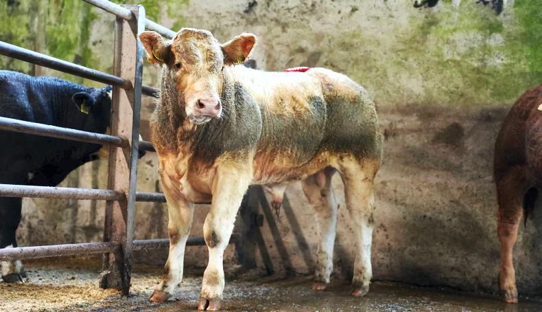 Watch: top third of 300kg-400kg bulls sell to average of €6.07/kg in Ballinrobe