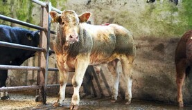 Watch: top third of 300kg-400kg bulls sell to average of €6.07/kg in Ballinrobe