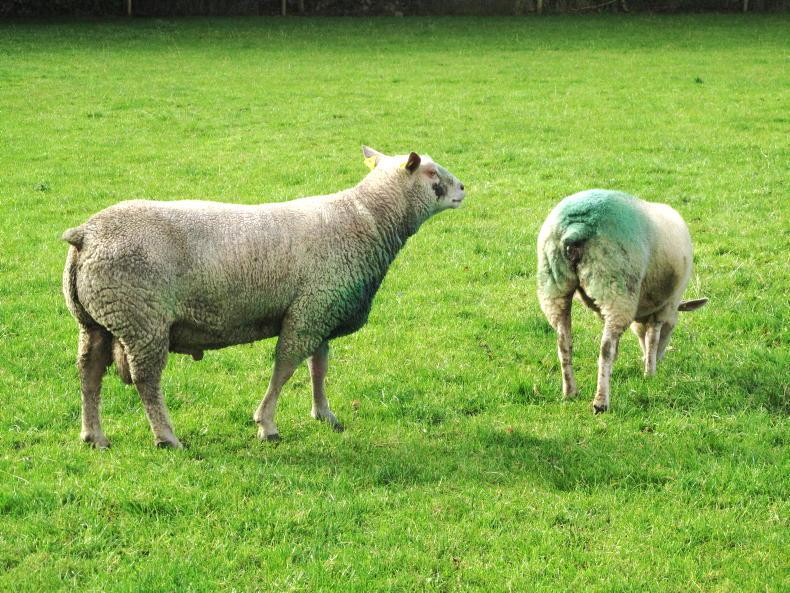 Bluetongue confirmed in dead ram on Wexford farm as spread escalates