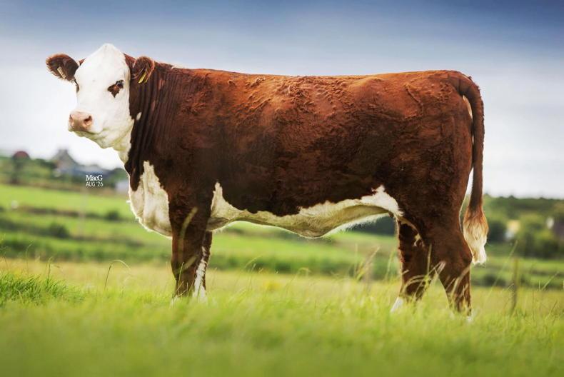 Over 60 lots of Hereford and Angus in Goulding Legacies' sale