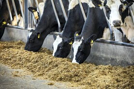 Selecting bulls for winter milk