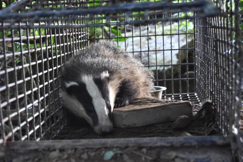 TB herds at 23-year low across England