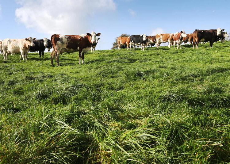 Too much grass for autumn calving