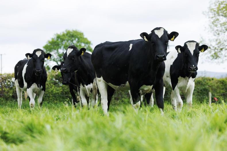 Early dairy stock prices well back on 2025 values