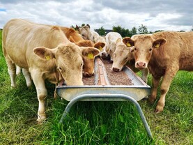Irish grain prices are milk and beef issue too, IGGG says