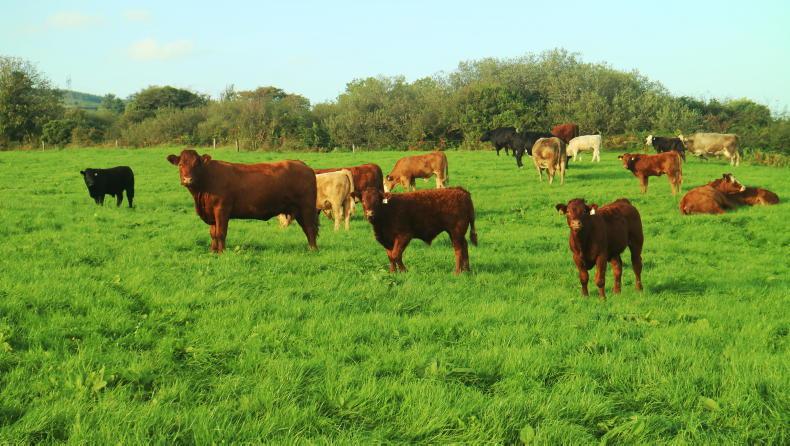 How a Clare family makes part-time farming work with 27 suckler cows