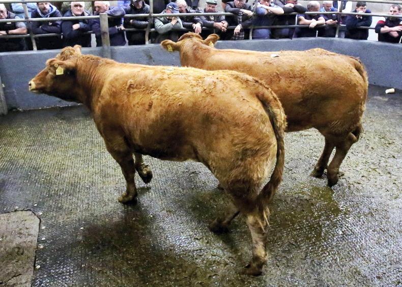 Camera at the Mart: sharp trade at Loughrea show and sales