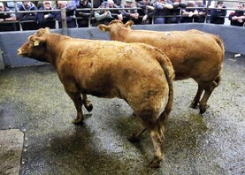 Camera at the Mart: sharp trade at Loughrea show and sales