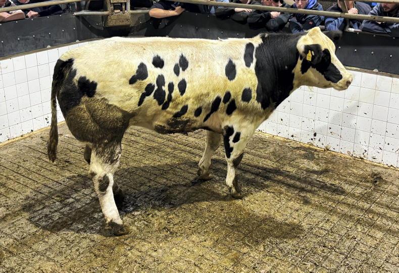 Camera at the Mart: keen demand for quality heifers in Balla
