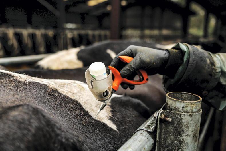 Exporter vaccination push proves successful