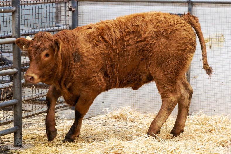 Camera at the Mart: bulls average €5.52/kg in Castlerea Mart