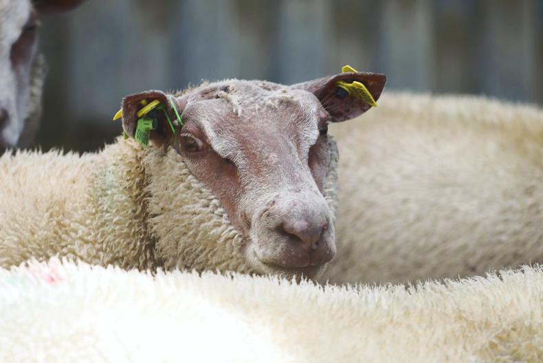 Bluetongue virus outbreak: your questions answered
