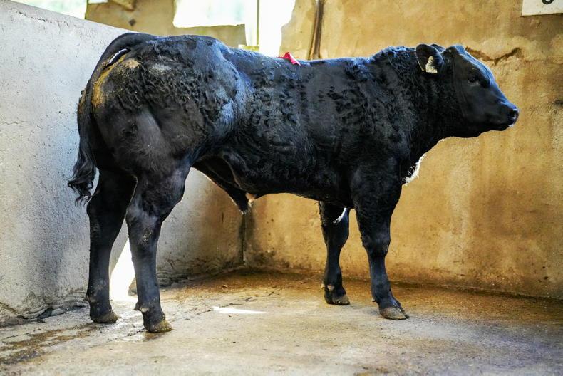MartBids Database: bull weanlings and beef cattle jump again