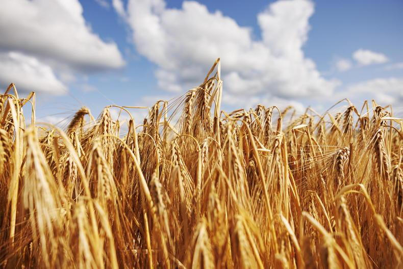 Grain Trends: corn rises as first harvest prices set