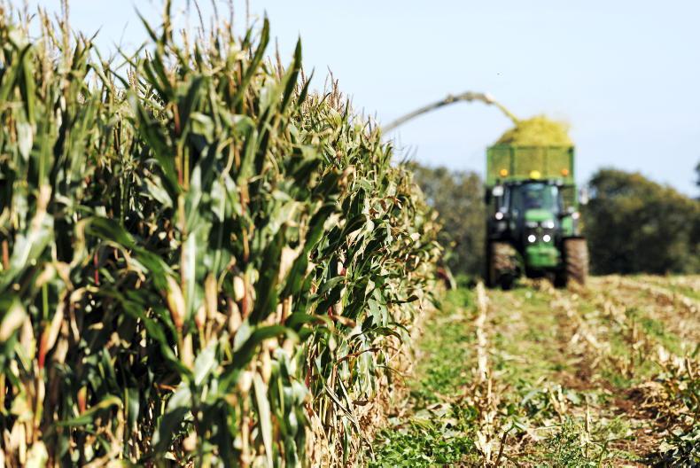 Maize crops ready for harvest in NI
