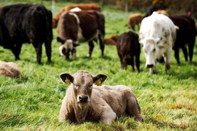 Gorman backs tighter active farmer definition

