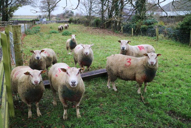 Sheep Management: bluetongue, temporary grazing and scheme actions