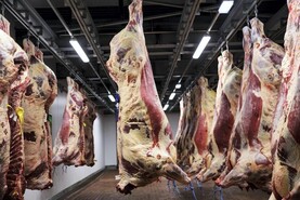 Bounce for beef trade