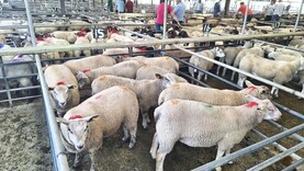 Factory agents try to resist sheep price climb