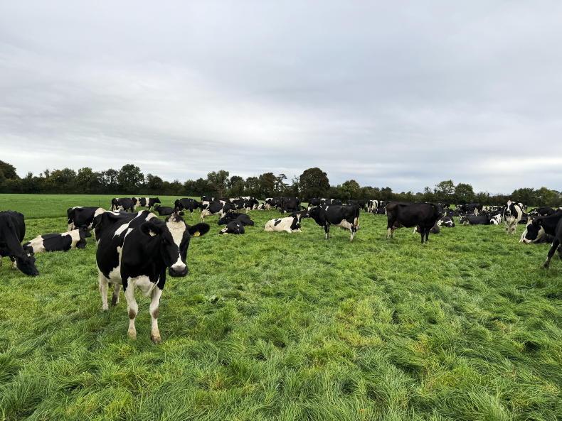 Dairy Management: closing off paddocks for autumn