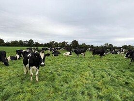 Dairy Management: closing off paddocks for autumn