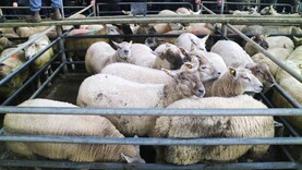 In pictures: top prices hit €225 in Athenry Mart