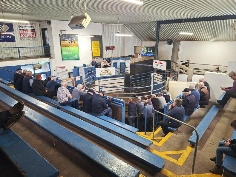 Watch: cull cows top at €3,860 in Tuam Mart show and sale