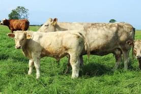 The Grass Week: predicted growth still over 50kg DM/ha