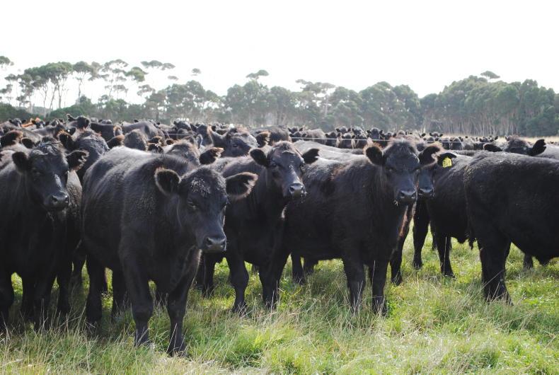 Australia beef output to peak at 3m tonnes as export trade shifts