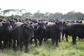 Australia beef output to peak at 3m tonnes as export trade shifts