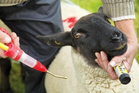 Lamb euthanised due to dosing gun injury