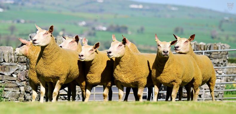 Agri jobs: Irish Charollais Sheep Society seeks marketing co-ordinator